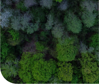 ESG Green forest